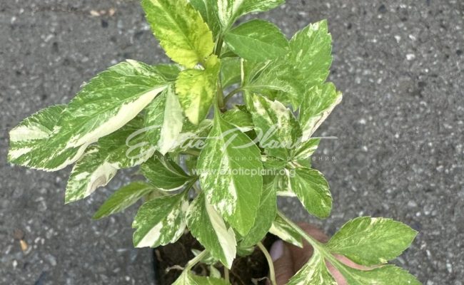 Bidens pilosa variegated