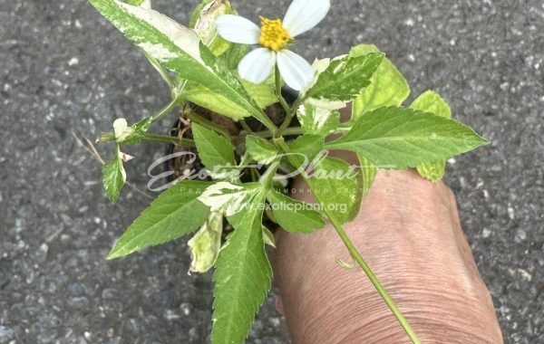 Bidens pilosa variegated 15