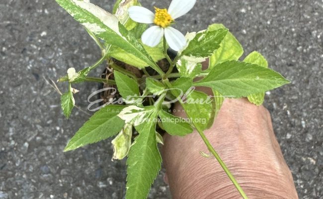 Bidens pilosa variegated