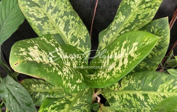 Dieffenbachia Sethee Roenthong 20