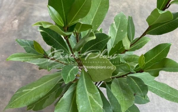 Ficus microcarpa (silver margin leaf) 50