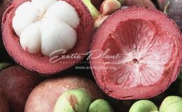 Mangosteen Thai fruit