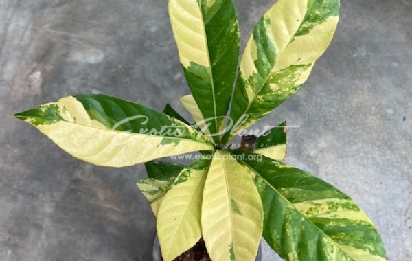 Gustavia gracillima (yellow variegated)(grafted) 65