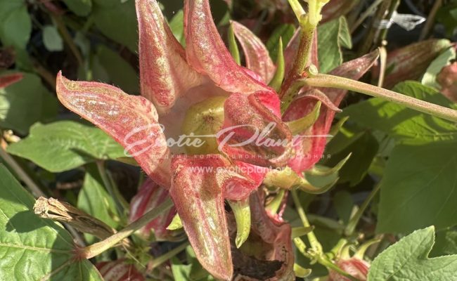 Hibiscus sabdariffa Jamaica Sorrel Hibiscus Roselle pink