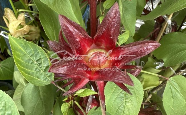 Hibiscus sabdariffa Jamaica Sorrel Hibiscus Roselle red