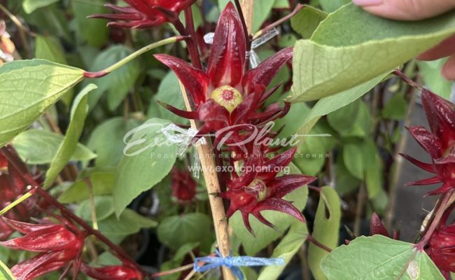 Hibiscus sabdariffa Jamaica Sorrel Hibiscus Roselle red