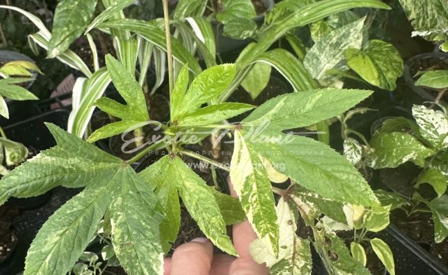 Hibiscus sabdariffa Jamaica Sorrel Hibiscus Roselle variegated