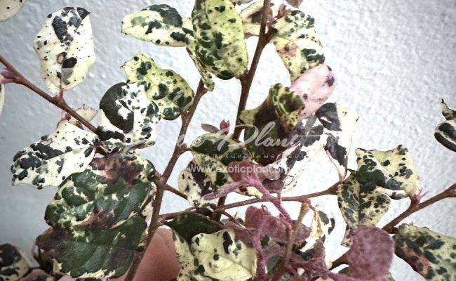 Loropetalum chinense Jazz Hands variegated