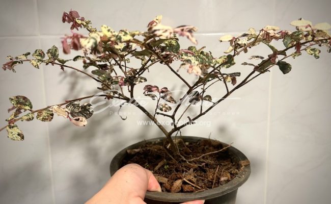 Loropetalum chinense Jazz Hands variegated