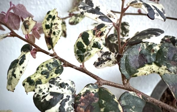 Loropetalum chinense Jazz Hands variegated 150