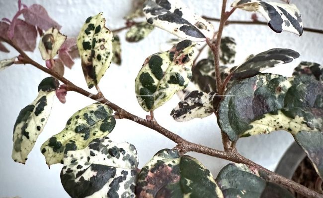 Loropetalum chinense Jazz Hands variegated