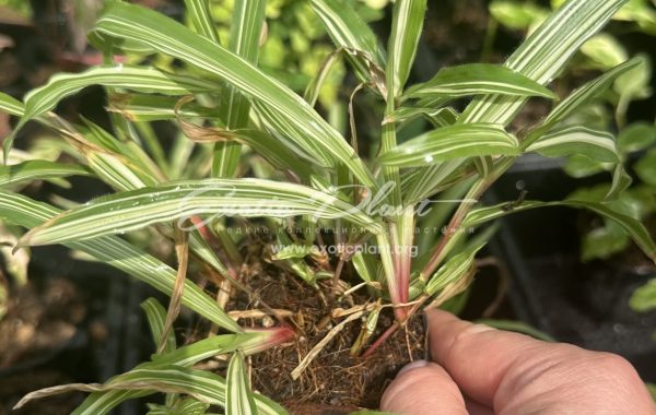 axonopus compressus variegated tropical carpet 15