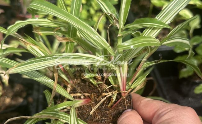 axonopus compressus variegated tropical carpet