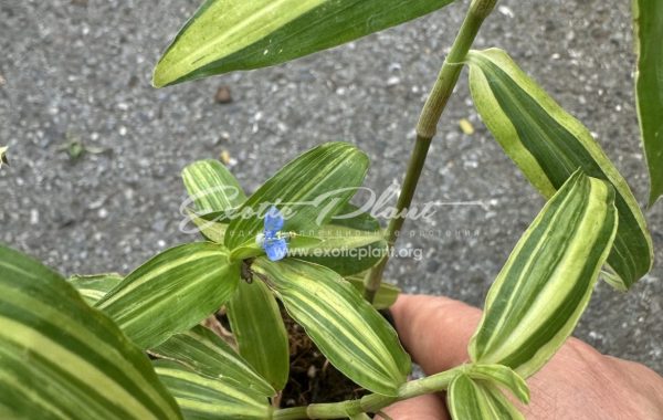 commelina benghalensis variegated 15