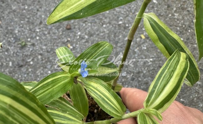 commelina benghalensis variegated