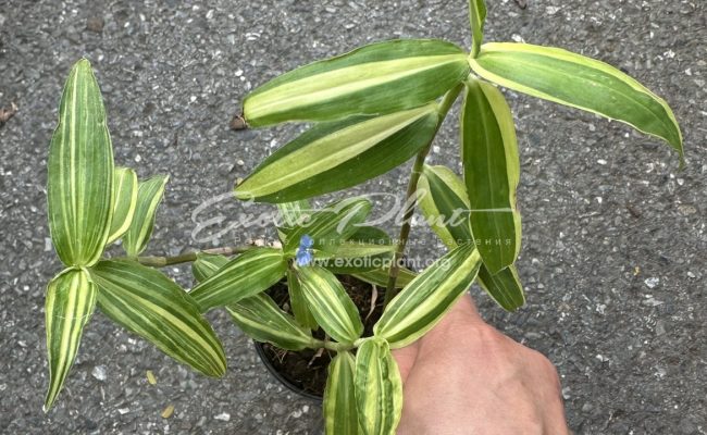 commelina benghalensis variegated