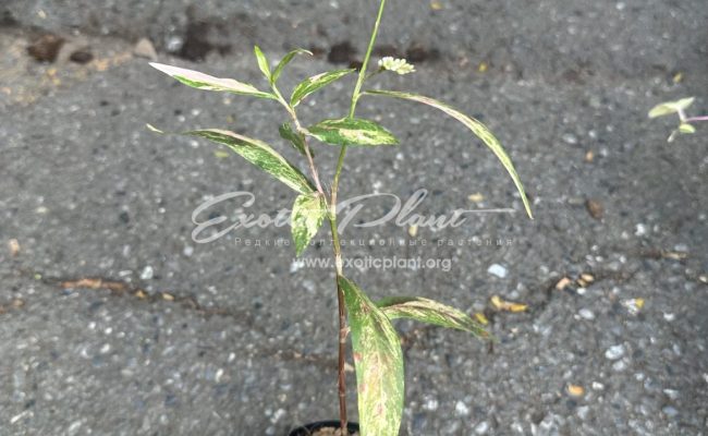 persicaria odorata variegated