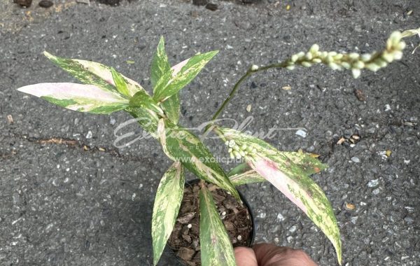 persicaria odorata variegated 15