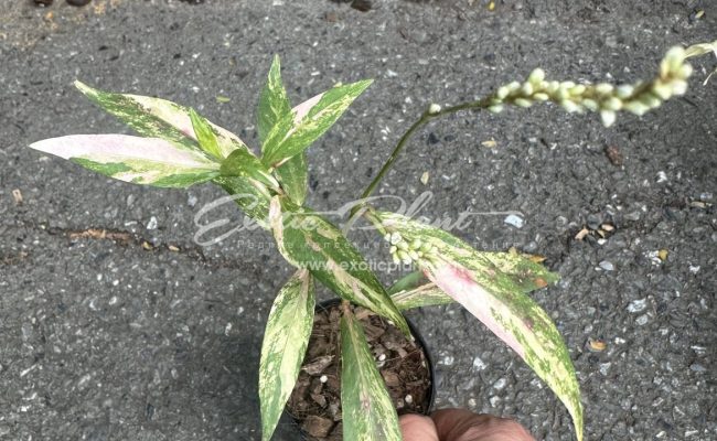 persicaria odorata variegated