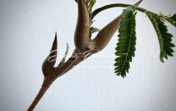 vachellia cornigera / Bullhorn Acacia