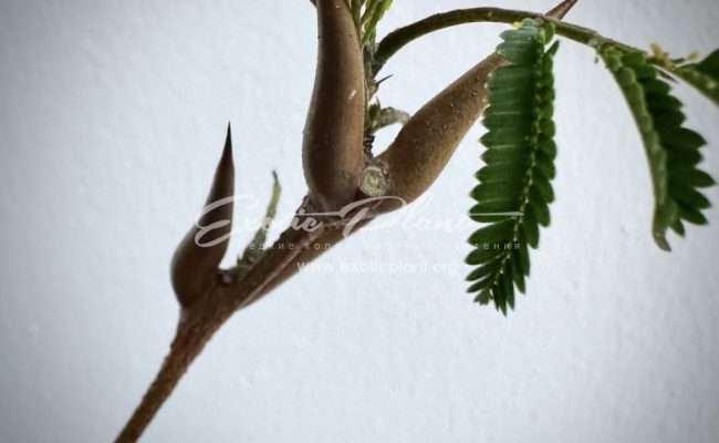 vachellia cornigera : Bullhorn Acacia