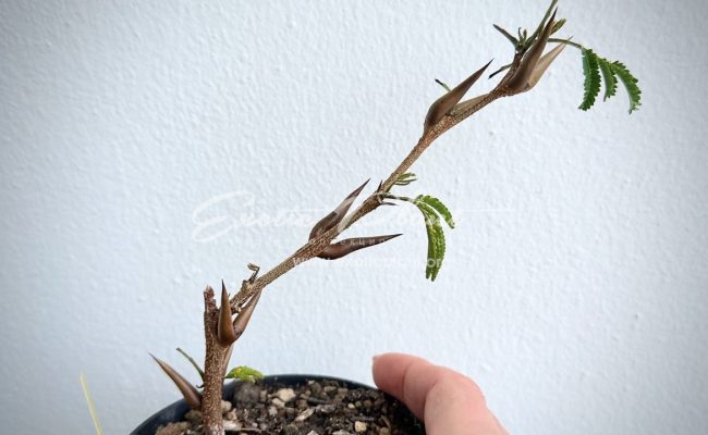 vachellia cornigera : Bullhorn Acacia