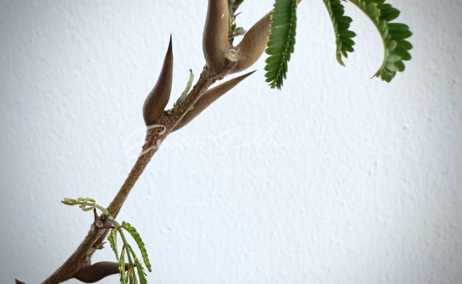 vachellia cornigera : Bullhorn Acacia