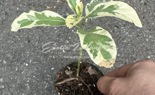 vernonia amygdalina variegated