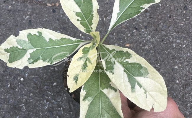 vernonia amygdalina variegated